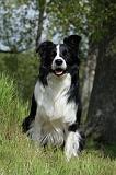 BORDER COLLIE 884